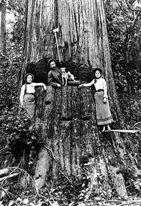 Darius Kinsey Logger Photography Poster Print showcasing the lumber industry