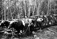 Darius Kinsey Logger Poster Print showcasing vintage lumber industry photography