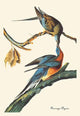 John James Audubon Naturalist Poster Print - 18 x 24