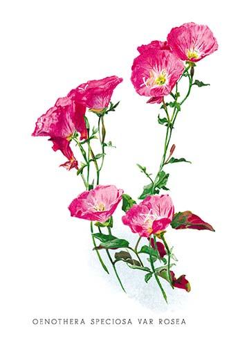 Henry George Moon orchid botanical poster print
