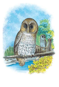 Colorful illustrated plate from Studer's Popular Ornithology featuring North American birds.
