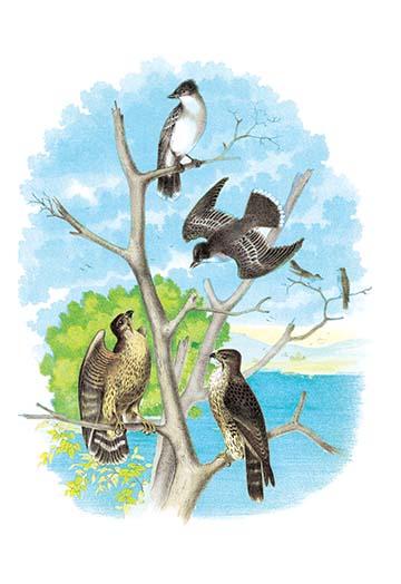 Illustrated Plate from Studer's Popular Ornithology, The Birds of North America Poster Print by Theodore Jasper