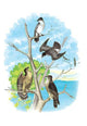 Illustrated Plate from Studer's Popular Ornithology, The Birds of North America Poster Print by Theodore Jasper