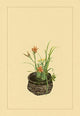 Ikebana Flower Arrangement Poster Print by Sofu Teshigawara