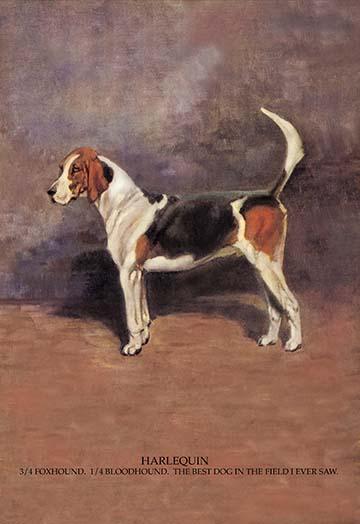 Poster print of a playful white dog with brown and black spots.