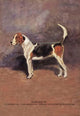Poster print of a playful white dog with brown and black spots.