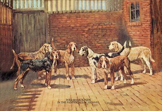 Before a Brick Wall, Six Dogs poster print by T. Ivester Llyod