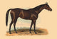 Celebrated English and French Thoroughbred Stallions Art Print by L. Penicaut