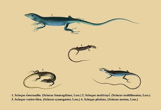 Four Skinks Colorful Poster Print featuring vibrant reptile designs