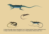 Four Skinks Colorful Poster Print featuring vibrant reptile designs