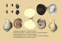 Twelve Shells and Their Diverse Designs Poster Print showcasing unique shell designs.