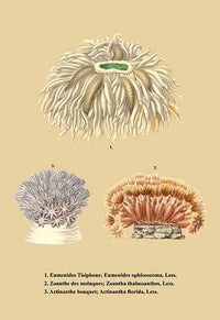 Exotic sponge-like sea life poster print showcasing vibrant colors
