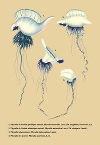 Vintage art print of Four Dangerous Jellyfish on premium paper.