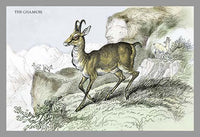 Hand-Tinted Engravings of Horned Mammals Poster Print by John Stewart
