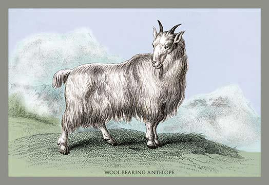 Engravings of horned mammals in natural settings hand tinted poster print by John Stewart