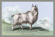 Engravings of horned mammals in natural settings hand tinted poster print by John Stewart