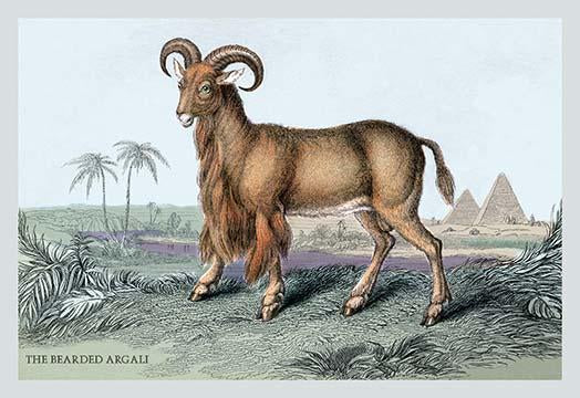 Engravings of horned mammals in natural settings - hand-tinted poster print.