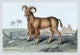 Engravings of horned mammals in natural settings - hand-tinted poster print.
