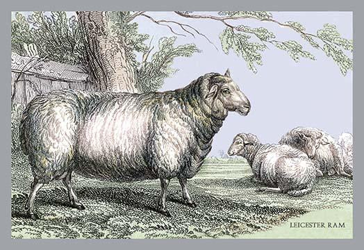 Hand tinted Engravings of Horned Mammals Poster Print showcasing wildlife in natural settings.