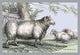 Hand tinted Engravings of Horned Mammals Poster Print showcasing wildlife in natural settings.