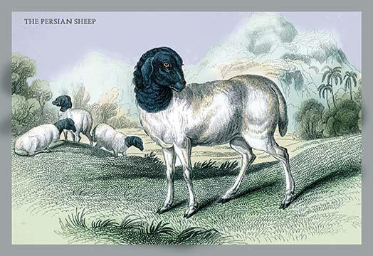Engravings of horned mammals in natural settings hand tinted poster print by John Stewart.