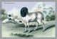 Engravings of horned mammals in natural settings hand tinted poster print by John Stewart.