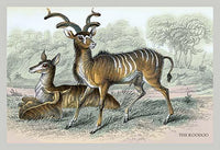 Engravings of horned mammals in natural settings - Poster Print