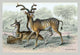 Engravings of horned mammals in natural settings - Poster Print
