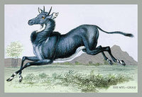 Hand-Tinted Engravings of Horned Mammals in Natural Settings Poster Print