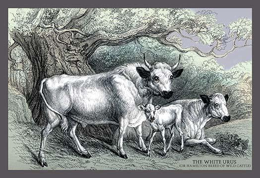 Engravings of horned mammals in natural settings poster print by John Stewart