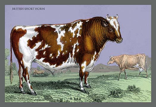 Hand-tinted poster print of horned mammals in natural settings.