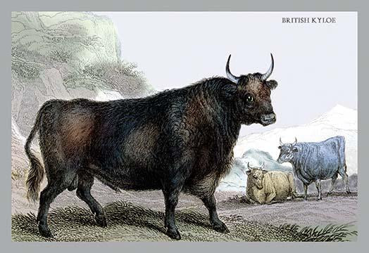 Horned mammals engravings in natural settings poster print by John Stewart.