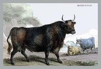 Horned mammals engravings in natural settings poster print by John Stewart.