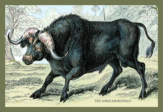 Hand-tinted engraving of horned mammals in natural settings poster print
