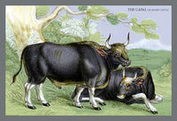 Horned mammals engravings in natural settings by John Stewart, hand-tinted poster print.