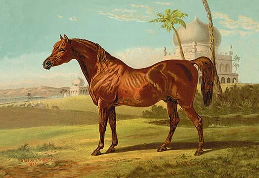 A High-Class Goldie Arab Poster Print by Samuel Sidney
