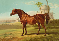A High-Class Goldie Arab Poster Print by Samuel Sidney