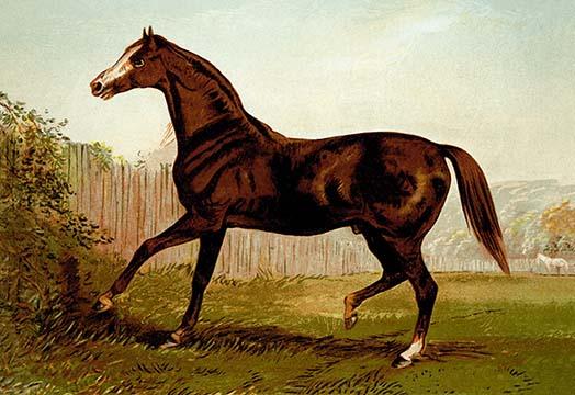 Thoroughbred Winner Poster Print by Samuel Sidney