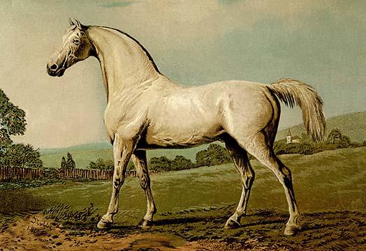 Veterinary Medicine Poster Print by Samuel Sidney featuring detailed horse illustration.