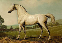 Veterinary Medicine Poster Print by Samuel Sidney featuring detailed horse illustration.