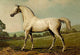 Veterinary Medicine Poster Print by Samuel Sidney featuring detailed horse illustration.