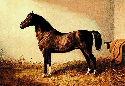 Don Carlos Poster Print by Samuel Sidney showcasing a pony hack.