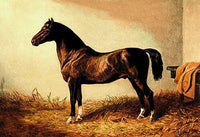 Don Carlos Poster Print by Samuel Sidney showcasing a pony hack.