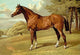 Veterinary Medicine Historical Print by Samuel Sidney showcasing veterinary medicine history.