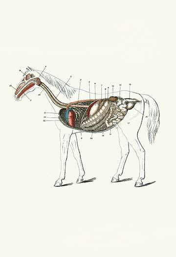 Longitudinal Section of a Horse Poster Print by Samuel Sidney, showcasing equine anatomy.