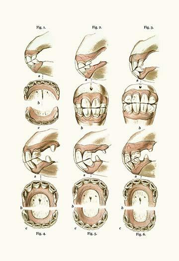 Veterinary Medicine Age Plate Print by Samuel Sidney showing animal teeth age.
