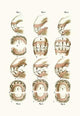 Veterinary Medicine Age Plate Print by Samuel Sidney showing animal teeth age.
