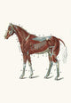 External Muscles and Tendons of a Horse Poster Print by Samuel Sidney