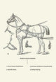 Single Harness Horse Poster Print by Samuel Sidney on premium paper