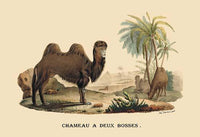 Camel in the desert among the pyramids poster print by E. F. Noel